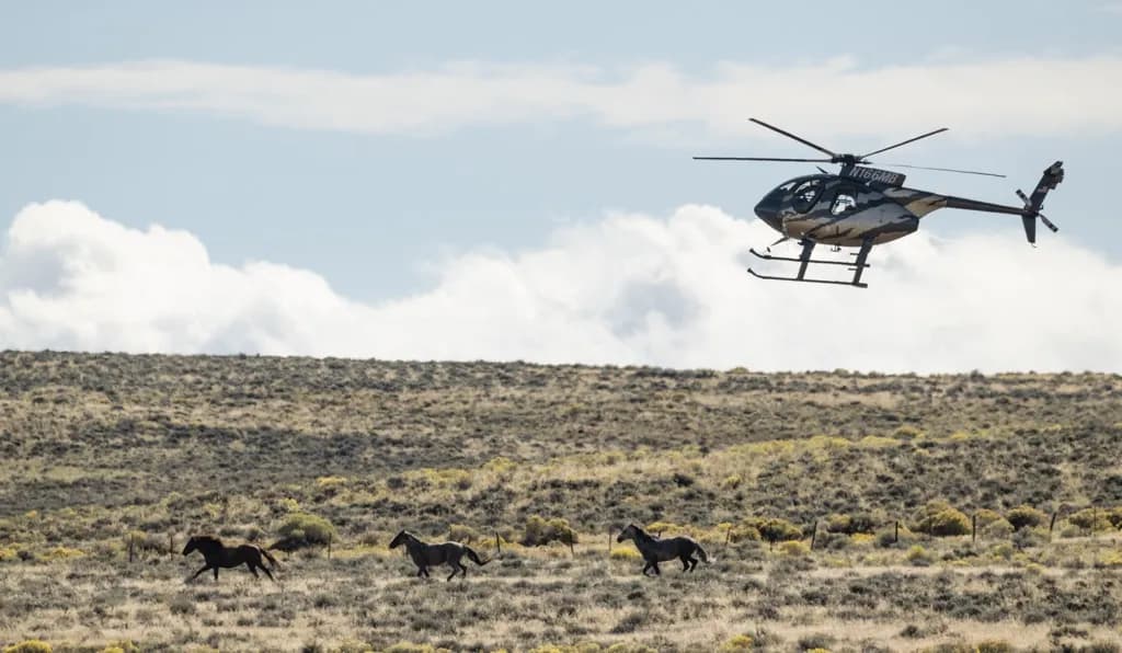 Helicopters Gather Wild Horses West of Craig