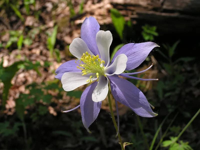 Colorado Wildflowers Bloom Earlier Amid Record Low Snowpack