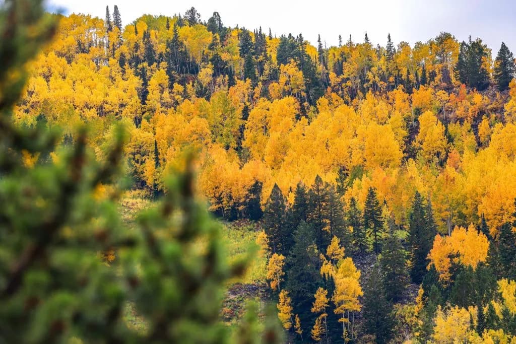 Super El Niño Signals Early Snow Season for Colorado Ski Resorts