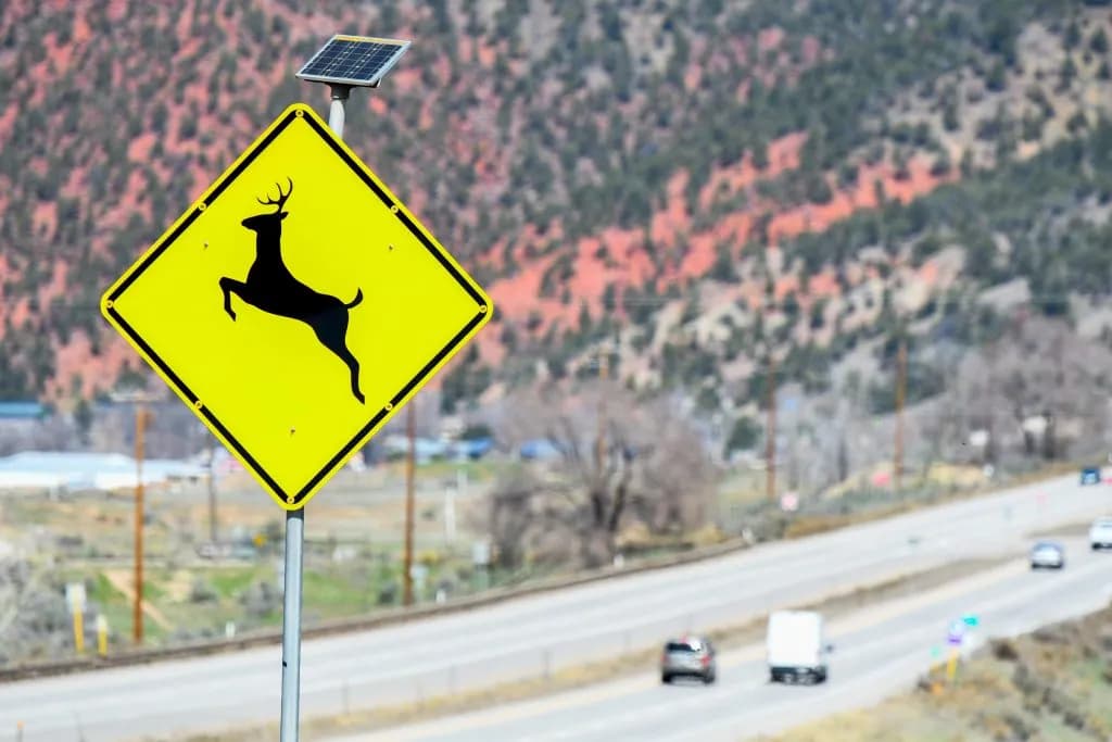 Colorado Patrol Warns of 3,900 Autumn Wildlife Crashes