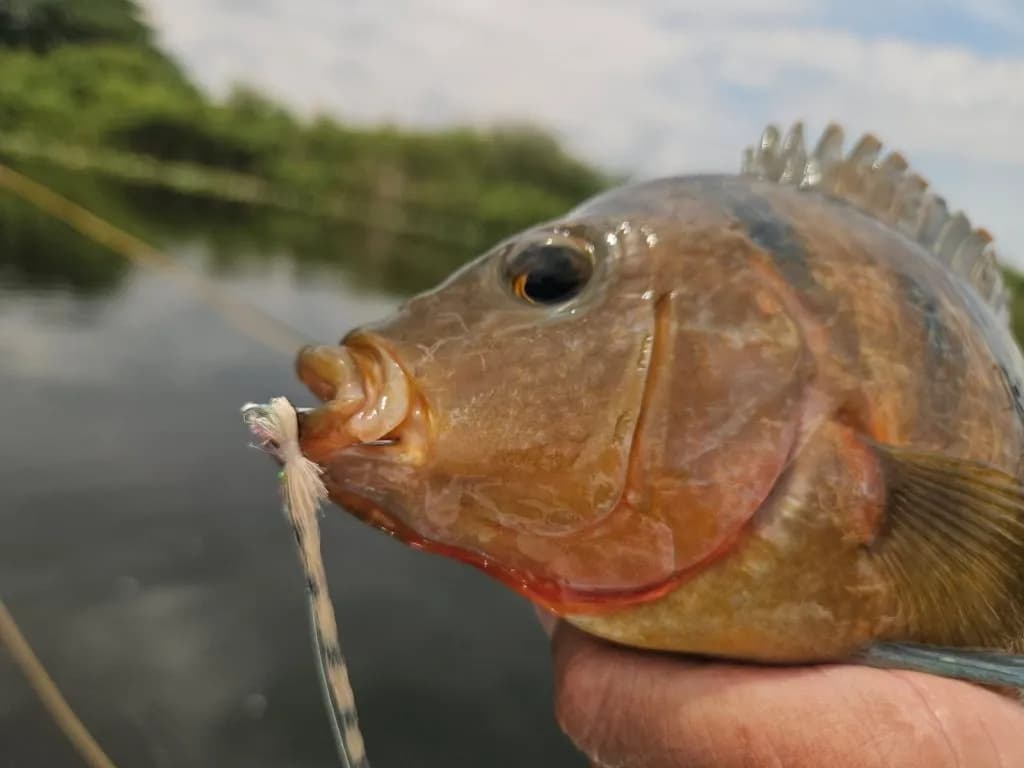 Phil Shook's No-Vise Fly Design Lands in Fly Tyer Magazine