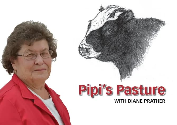 Craig Resident Tracks Record Heat and Drought Impact at Pipi’s Pasture