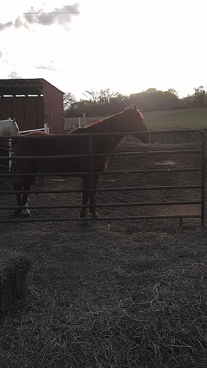 Wimberly's Western Hatters