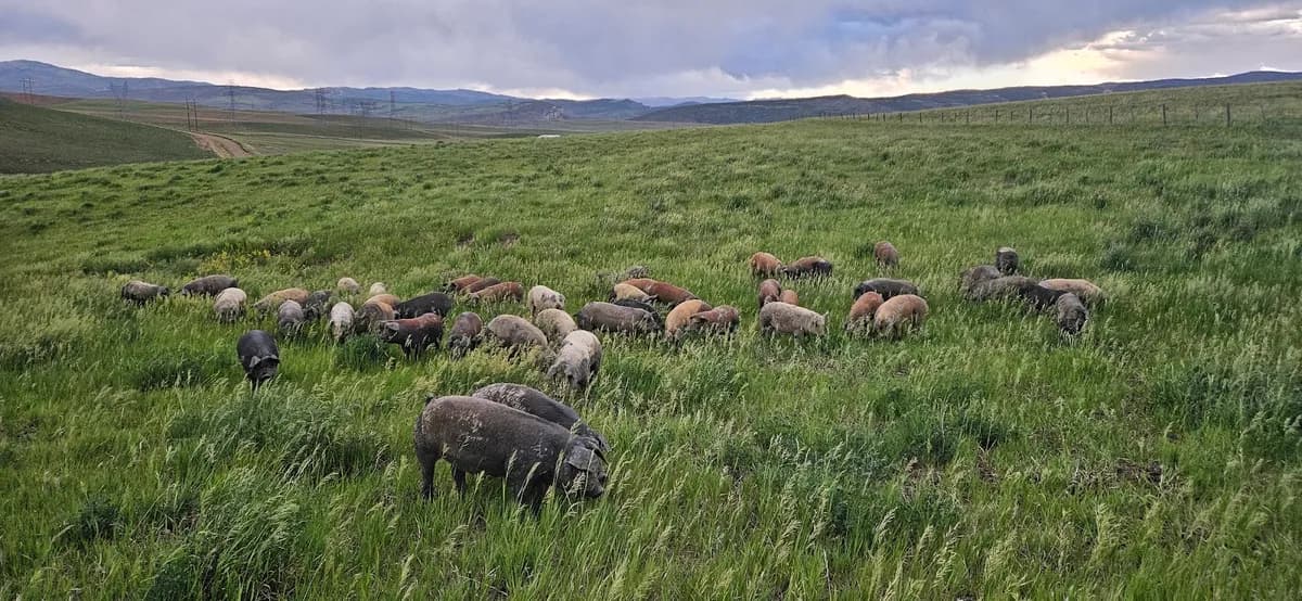 Hayden Fresh Farm