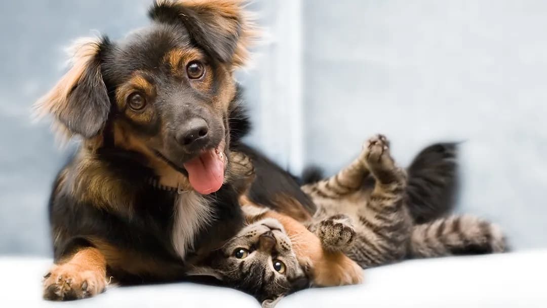 Orchard Mesa Veterinary Hospital