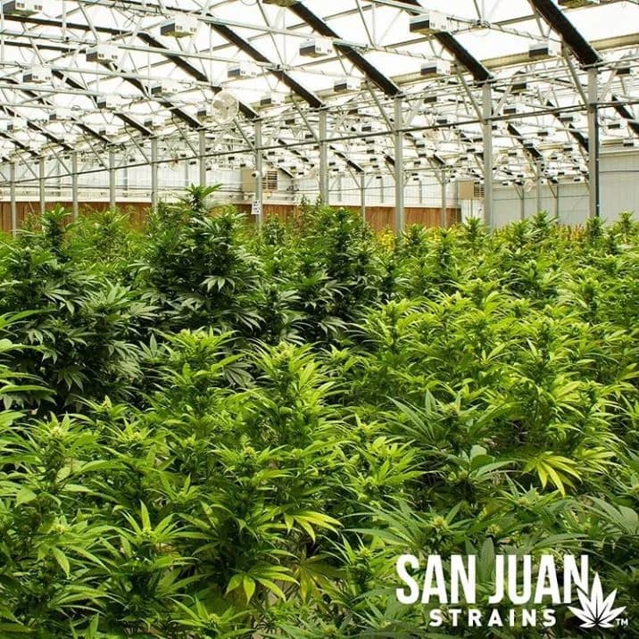 San Juan Strains