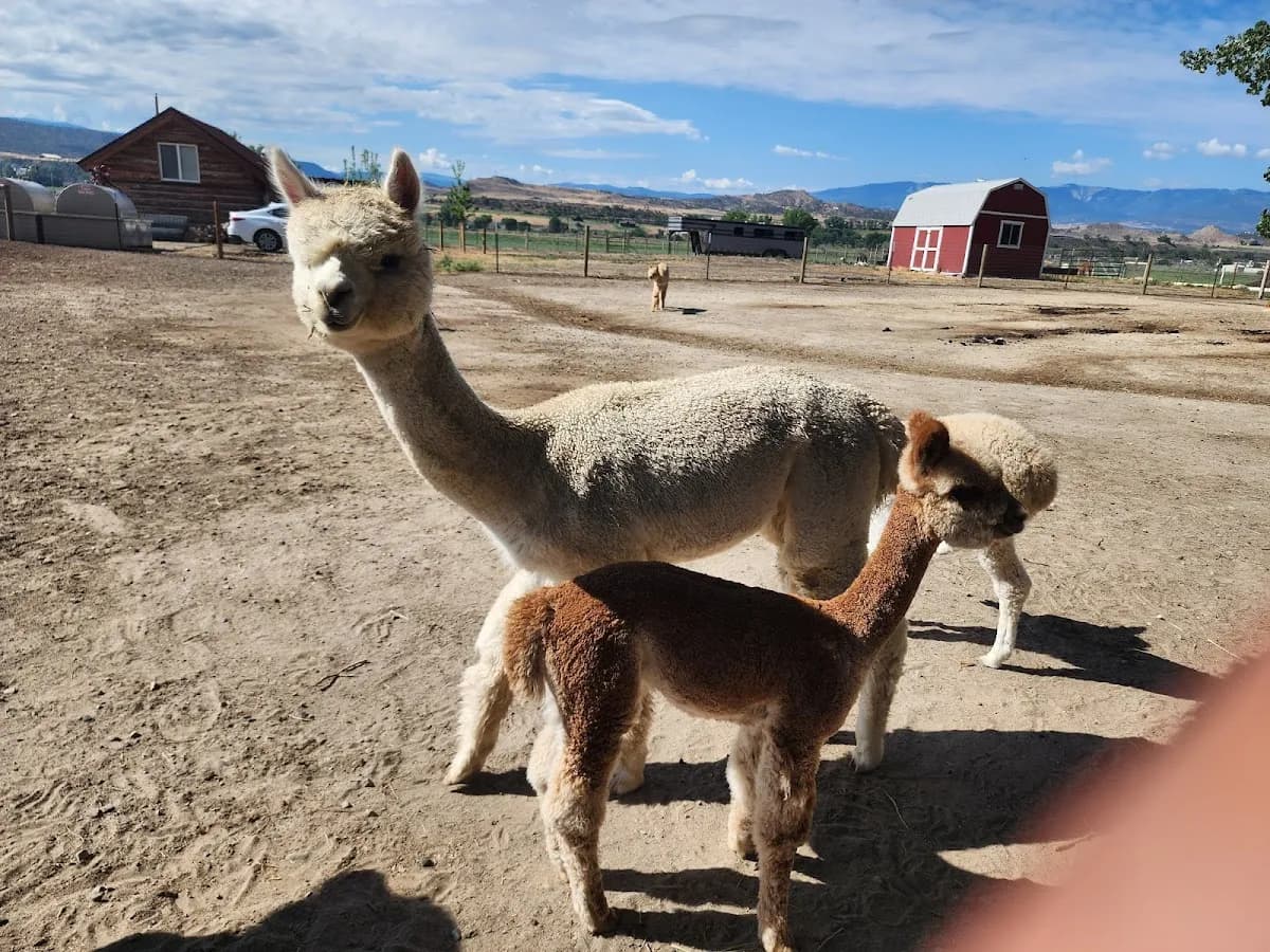 Alpaca My Bags! Serene Farm Setting.
