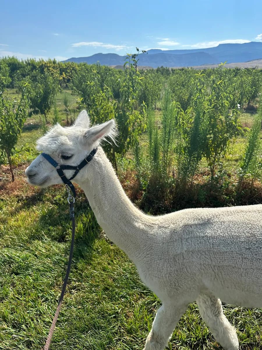 Suncrest Orchard Alpacas and Fiber Works