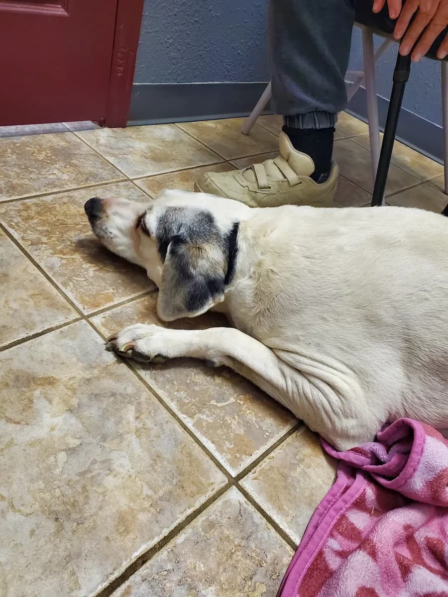 Desert Spring Veterinary Services