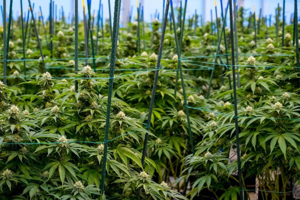 Durango Organics Crested Butte