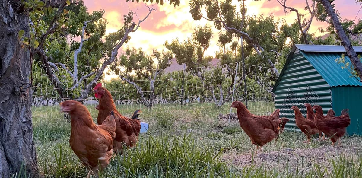Chicken Grit Farms