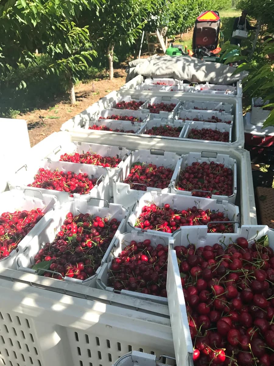 Fuller Orchards