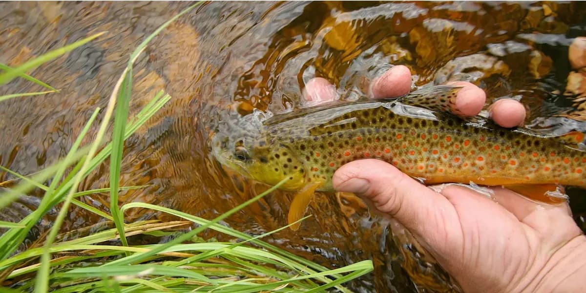 Yampa River Center Workshop: Fly-fishing in the Headwaters