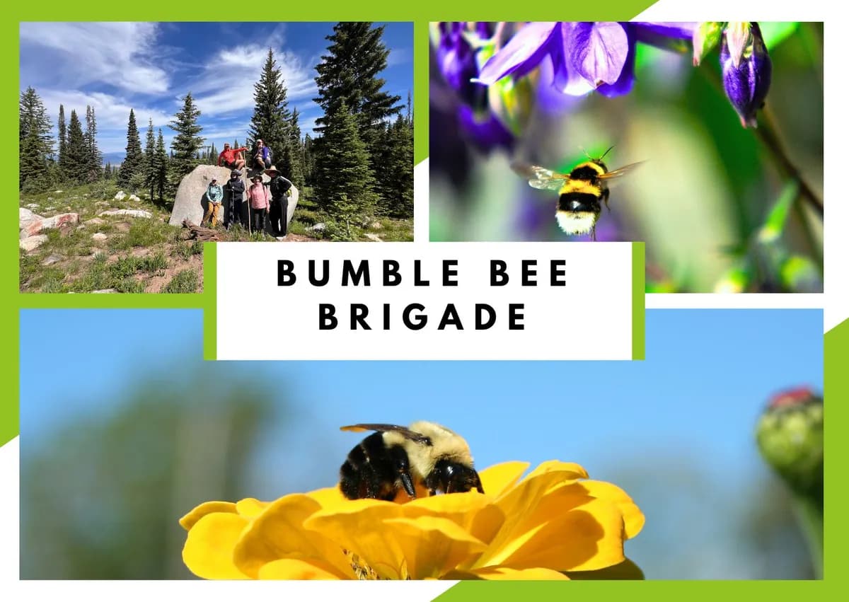 Yampatika's Bumble Bee Brigade